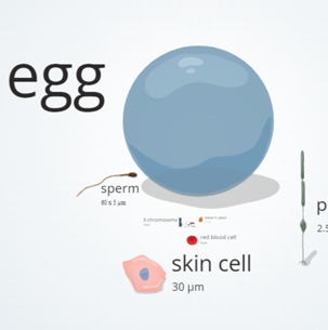 Learn.Genetics – Cell Size and Scale icon